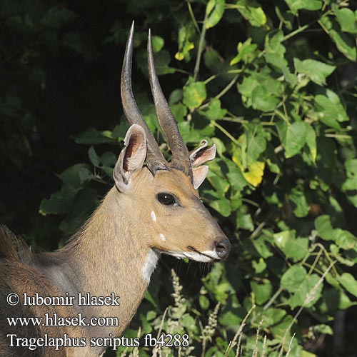 Gazelle front roux Guib harnaché Guib harnaché bosbok Bozóti bak antilop