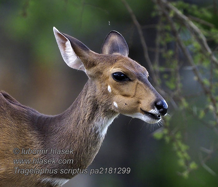 Tragelaphus scriptus