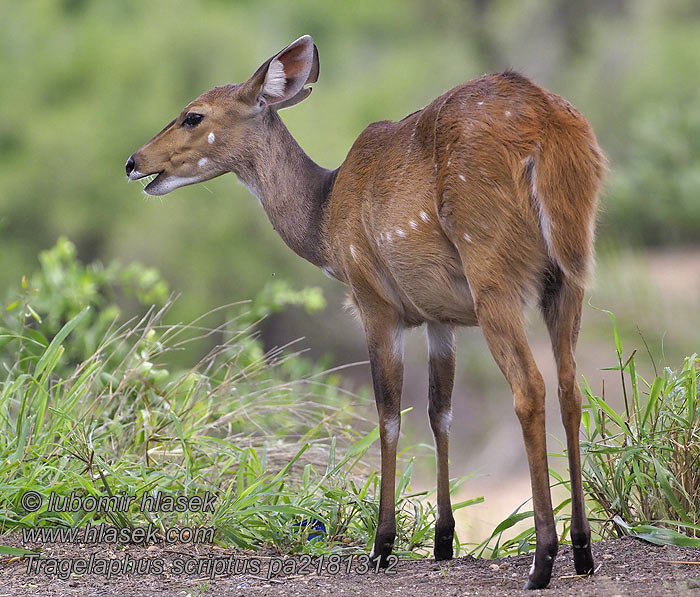 Tragelaphus scriptus