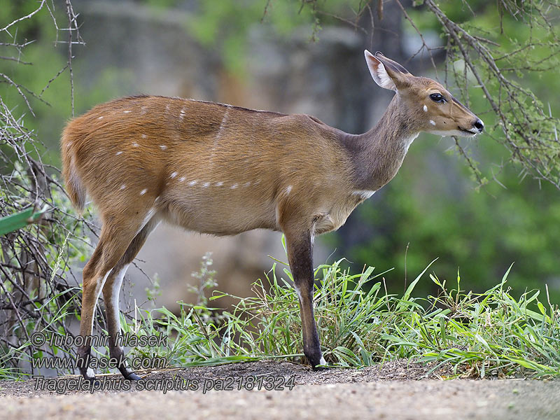 Tragelaphus scriptus