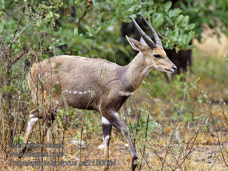 Tragelaphus scriptus