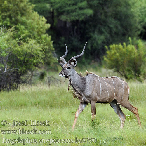 Tragelaphus strepsiceros ba8790