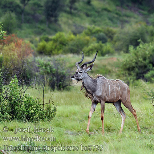 Tragelaphus strepsiceros ba8793