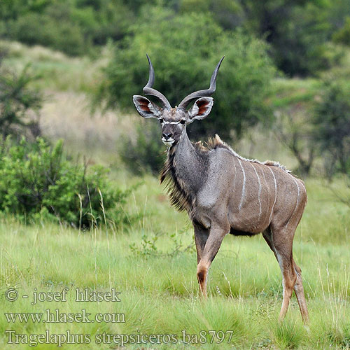 Tragelaphus strepsiceros ba8797