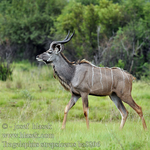 Kudu velký Gran Kudú Större kudu Granda kuduo クーズー დიდი კუდუ