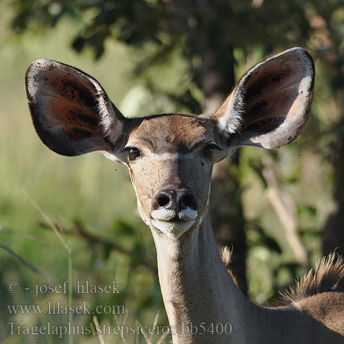 クーズー დიდი კუდუ Didžioji kudu Cudo Большой куду Голямо куду 大羚羊