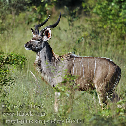 Tragelaphus strepsiceros bb5401