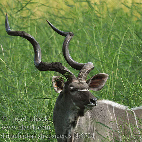 Tragelaphus strepsiceros bb5524