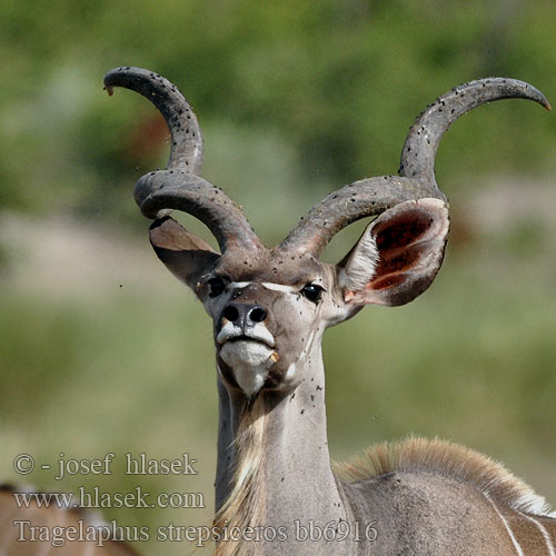 Tragelaphus strepsiceros bb6916