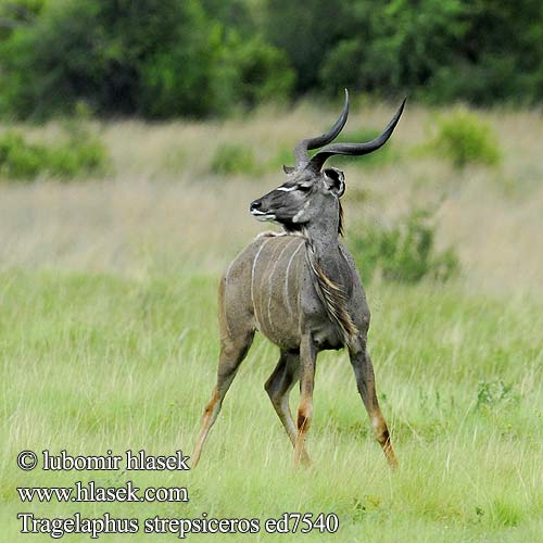 Tragelaphus strepsiceros ed7540