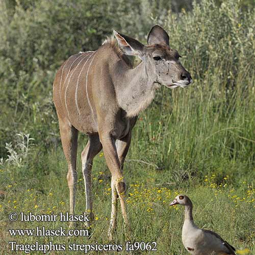 Cudu maggiore Nagy kudu Großer Grosser Kudu Großkudu Kudu wielkie Kudu veľký Kudu velký