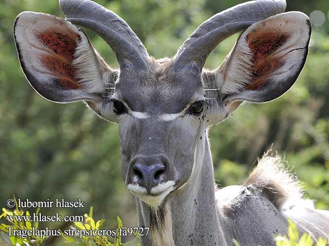 Großer Grosser Kudu Großkudu Kudu wielkie Kudu veľký Kudu velký