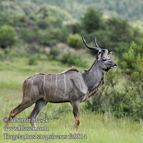 Tragelaphus strepsiceros fa9814