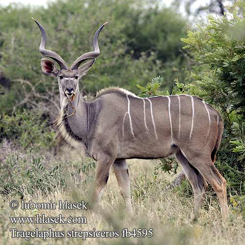 Gran Kudú Större kudu Granda kuduo クーズー დიდი კუდუ