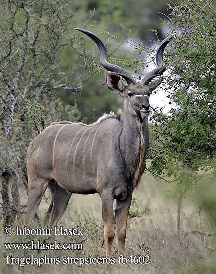 Tragelaphus strepsiceros fb4602