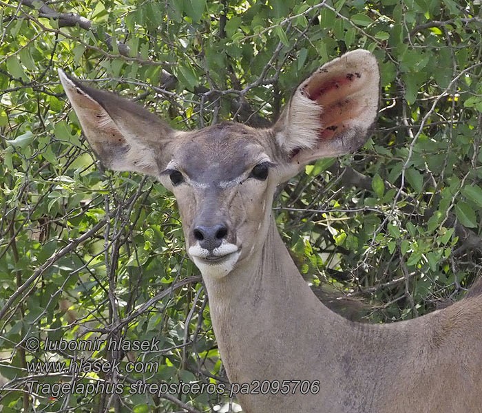 Tragelaphus strepsiceros