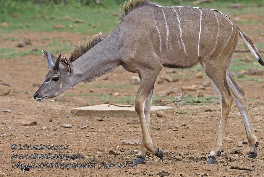 Tragelaphus strepsiceros