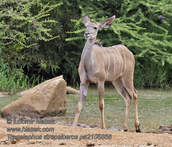 Tragelaphus strepsiceros