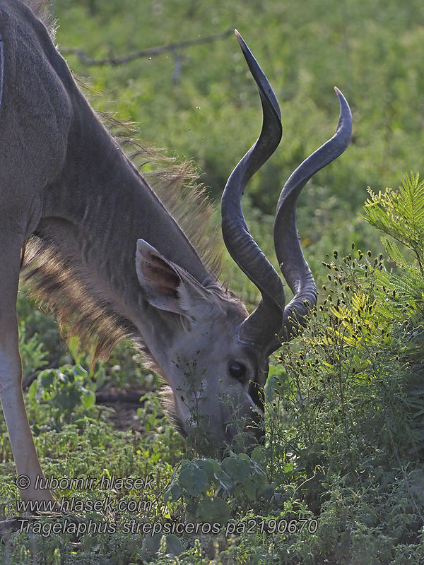 Tragelaphus strepsiceros