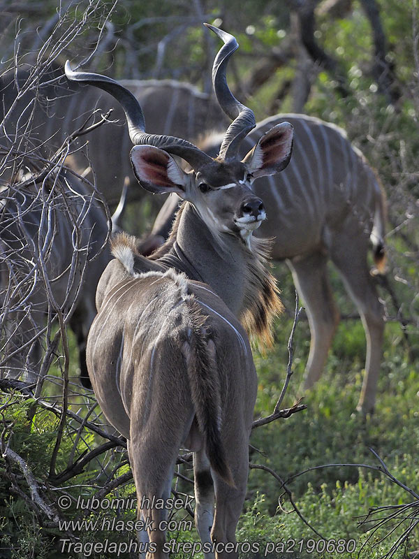 Tragelaphus strepsiceros