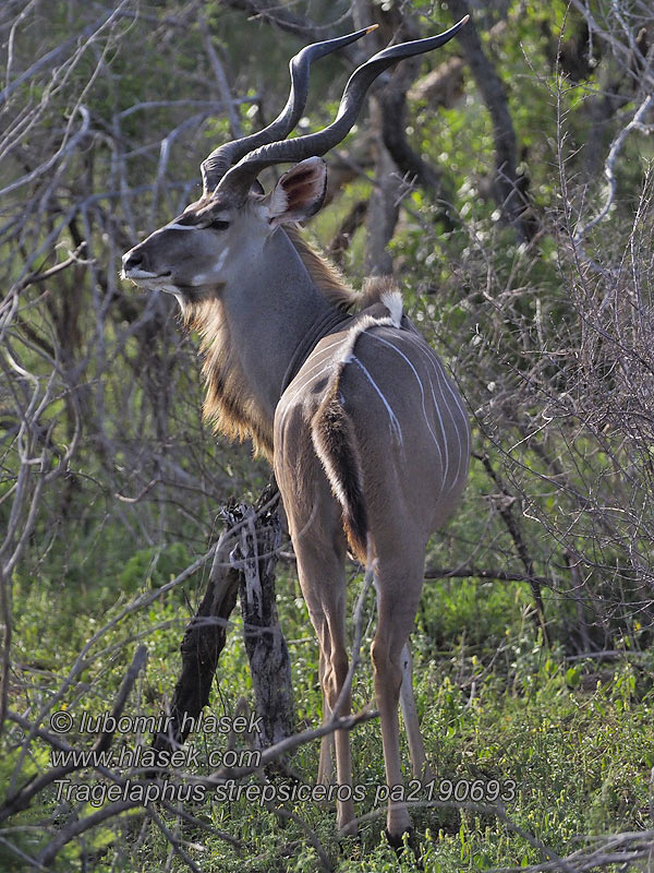 Tragelaphus strepsiceros