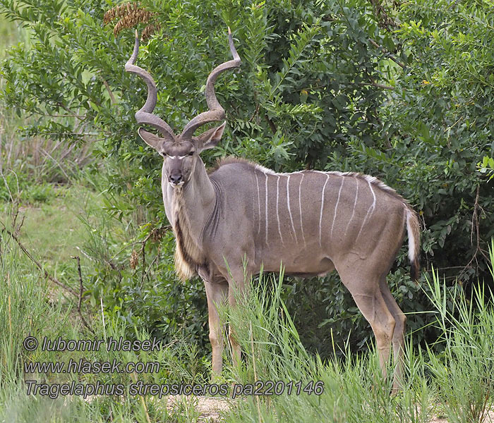 Tragelaphus strepsiceros