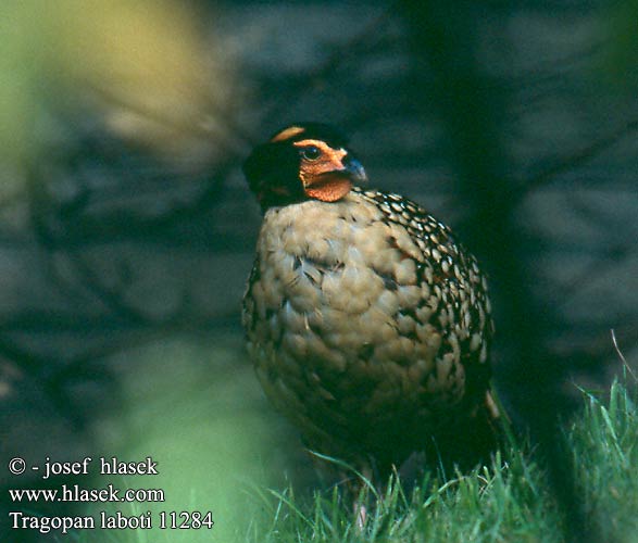 Tragopan caboti Cabot's Cabots Kiinantragopaani Cabot Cabot-saterhoen Cabots saterhoen Tragopano Cabot Mandarintragopán Braunbauch-Tragopan Cabot-Satyrhuhn Cabot Tragopan kabota Satyr Cabotův Trogopán Cabot Трагопан Кабота ジュケイ