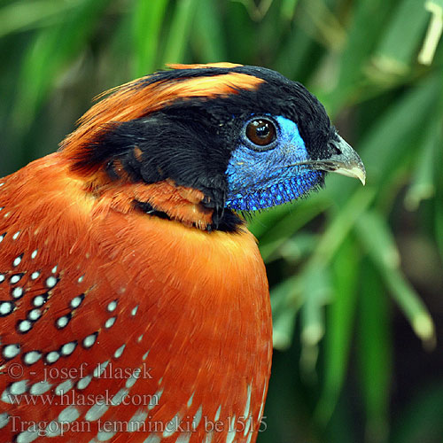 Tragopan temminckii be1515