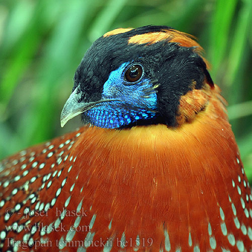 Tragopan temminckii be1519