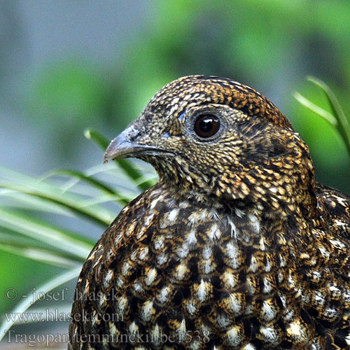 Tragopan temminckii be1538