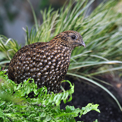 Tragopan temminckii be1560