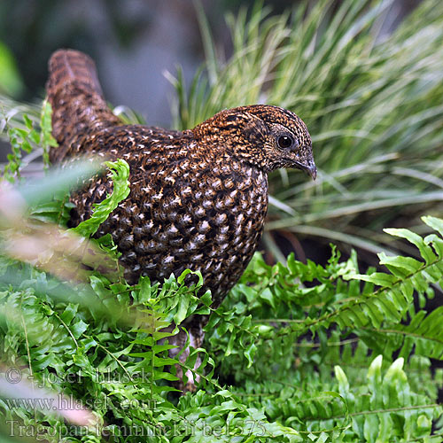 Tragopan temminckii be1575