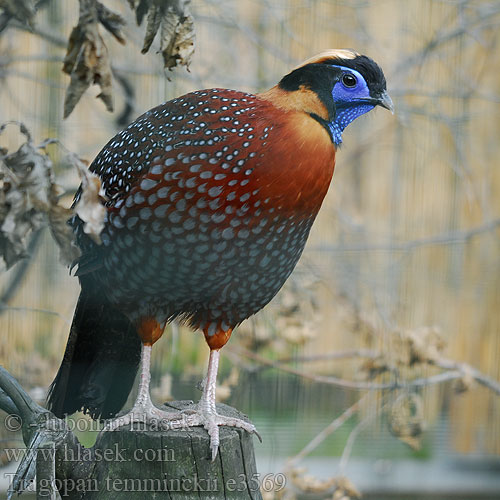 Tragopan temminckii e3569