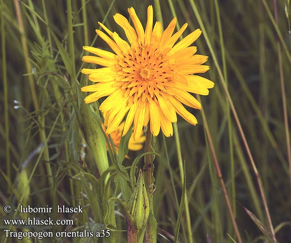 Tragopogon orientalis