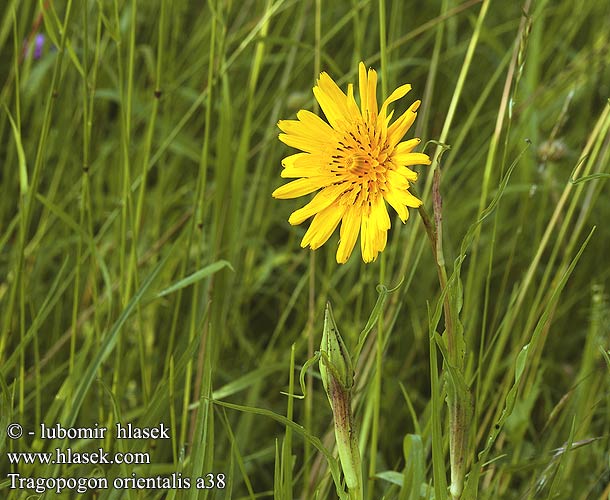 Tragopogon orientalis