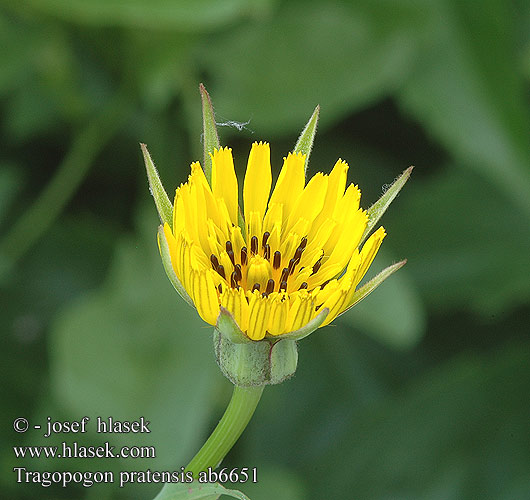 Tragopogon pratensis Kozí brada luční Wiesen-Bocksbart Meadow Salsify