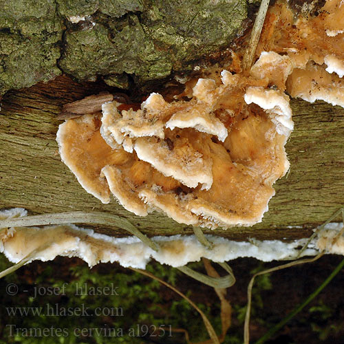 Trametes cervina Outkovka jelení Trúdnikovec jelení Траметес красно-бурый Puklet læderporesvamp 齿贝栓菌 Wrośniak płowy ミノタケ Hirschfarbene Tramete