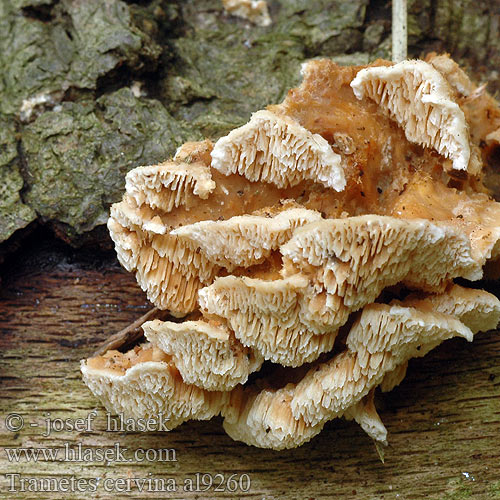 Trametes cervina al9260