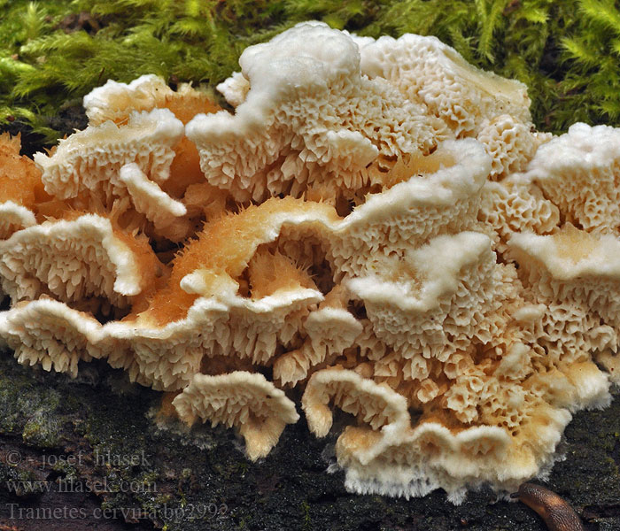 Trametes_cervina_bp2992