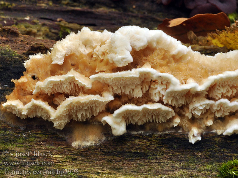 Trametes cervina Outkovka jelení Trúdnikovec jelení Траметес красно-бурый Puklet læderporesvamp 齿贝栓菌 Wrośniak płowy