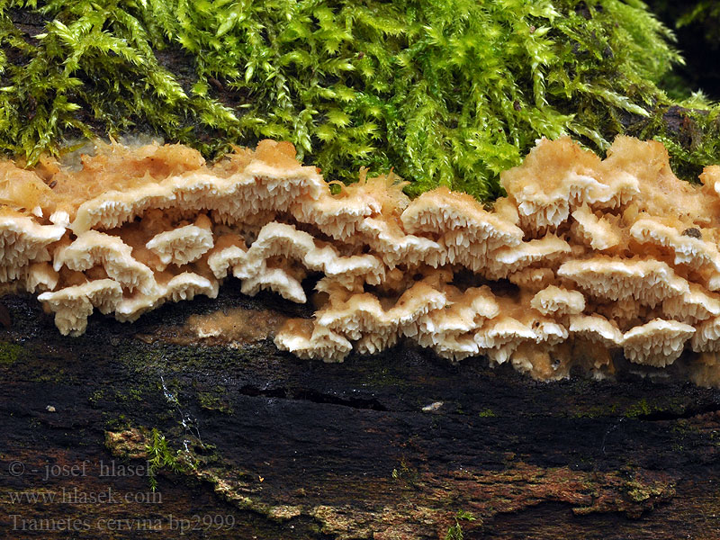 Trametes cervina Trúdnikovec jelení Траметес красно-бурый Puklet læderporesvamp 齿贝栓菌 Wrośniak płowy