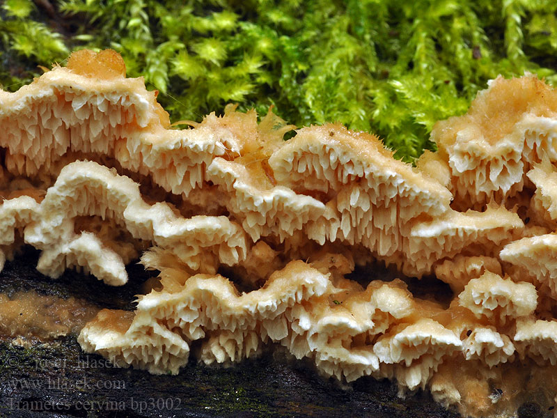 Trametes_cervina_bp3002