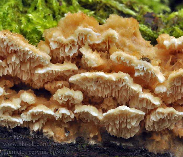 Trametes cervina Puklet læderporesvamp 齿贝栓菌 Wrośniak płowy