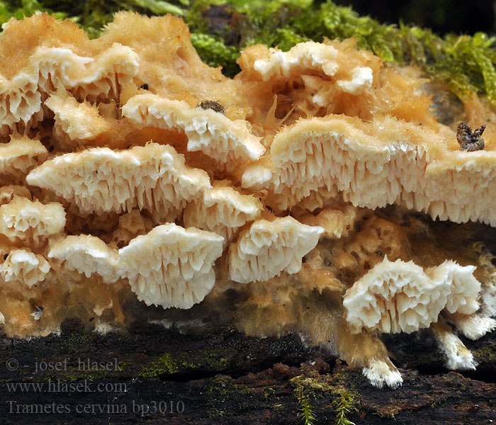 Trametes_cervina_bp3010