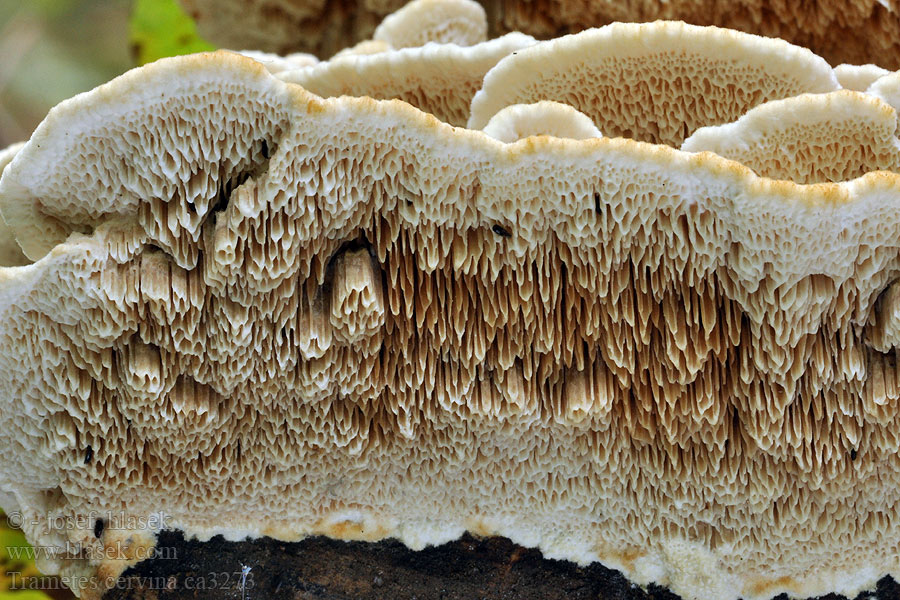 Trametes cervina