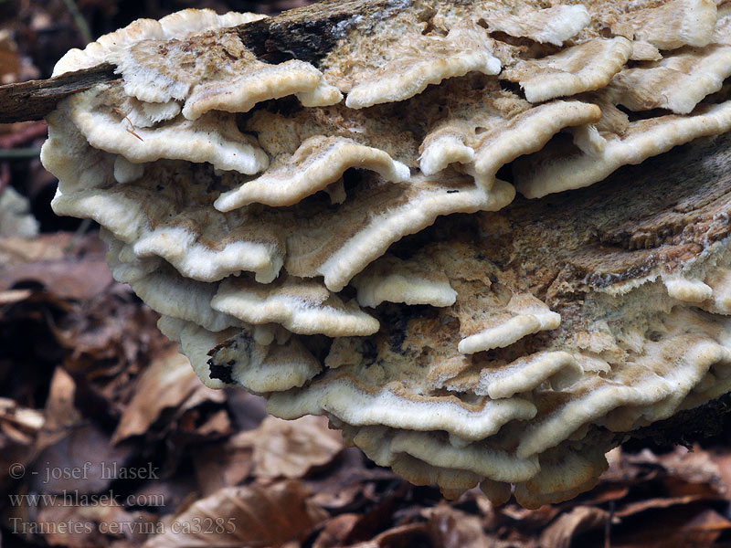 Trúdnikovec jelení Trametes cervina