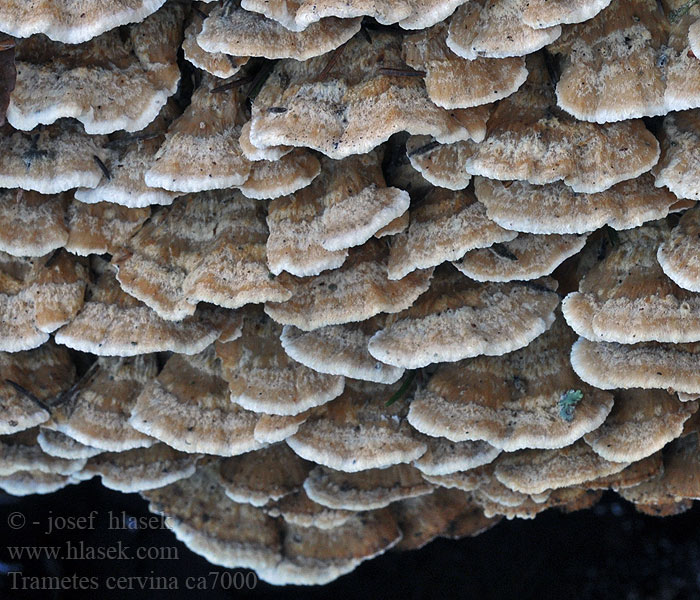 Траметес красно-бурый Trametes cervina