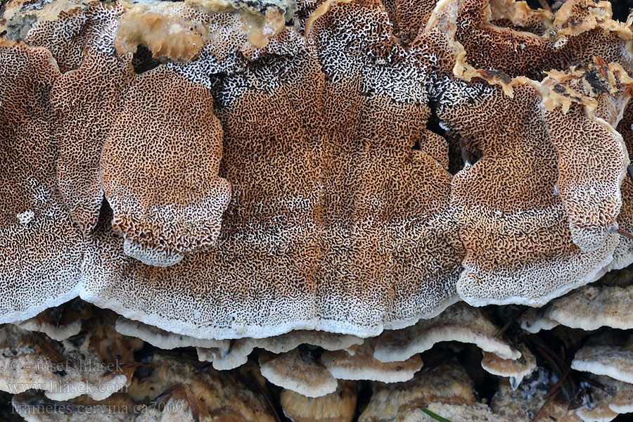 Puklet læderporesvamp Trametes cervina