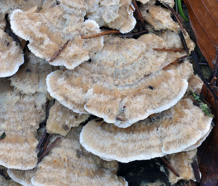 齿贝栓菌 Trametes cervina