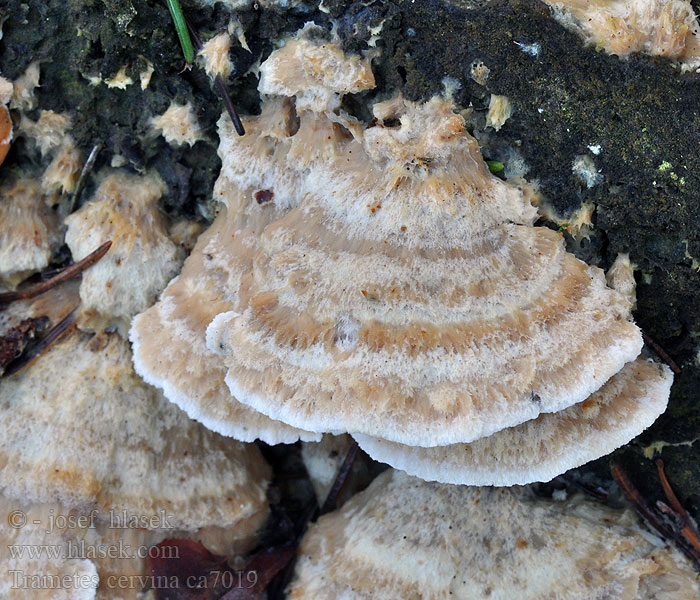 Wrośniak płowy Trametes cervina